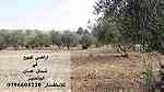 اراضي للبيع شمال عمان قرية ابو نصير ... - صورة 4