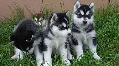 2 Pedigree Blue Eyes Siberian Husky Puppies ...