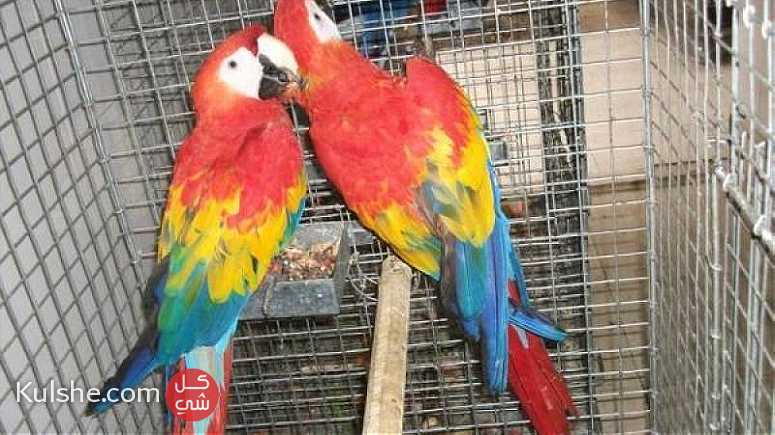 Scarlet Macaws Parrots for sale ... - Image 1