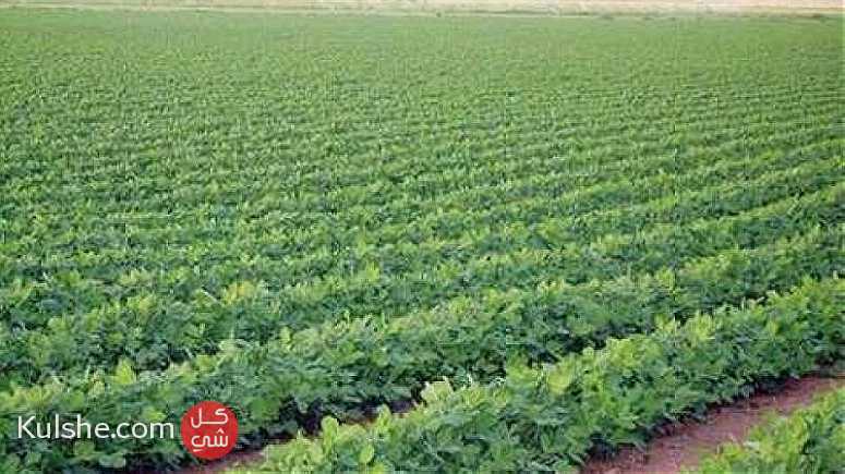 45 فدان للاستصلاح الزراعي في الفيوم ... - Image 1