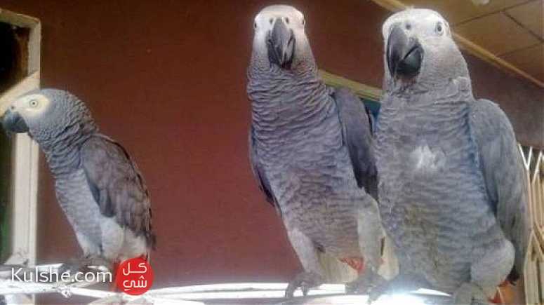 Bonded Pair of Baby Parrots awaiting new homes ... - صورة 1