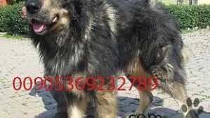 كلب قوقازي عملاق للبيع ... - Image 1