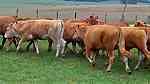 الماشية الحية العجول والابقار والاغنام ... - صورة 1