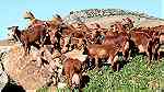 الماشية الحية العجول والابقار والاغنام ... - صورة 3