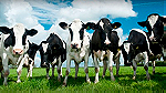 الماشية الحية العجول والابقار والاغنام ... - Image 3