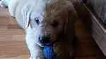 golden retriever puppies for adoption ... - Image 3