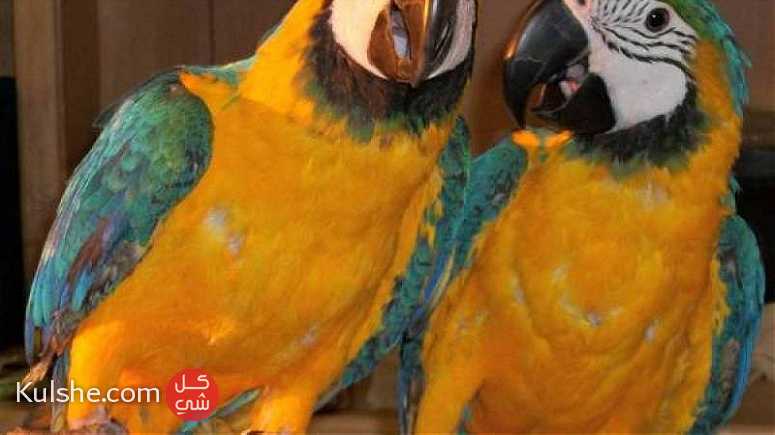 Blue And Gold Macaw Parrots Super Hand Reared ... - صورة 1