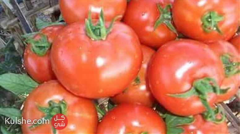 تصدير الخضروات والفواكه ... - Image 1