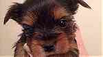 yorkie puppies now ready at a good price ... - صورة 1