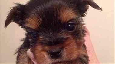 yorkie puppies now ready at a good price ...