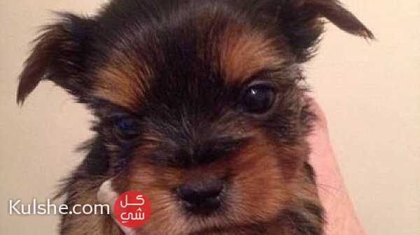 yorkie puppies now ready at a good price ... - صورة 1