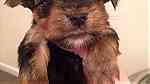 yorkie puppies now ready at a good price ... - صورة 2