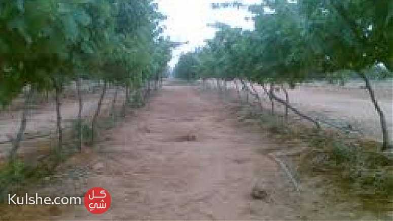 مزارع للبيع بالقرب من الهرم باسعار لا تقارن ... - صورة 1