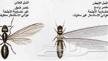 شركة رش مبيدات ومكافحة حشرات 0537829107 ...