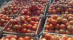 تصدير الخضروات والفواكه الطازجه من الجزائر ... - صورة 2