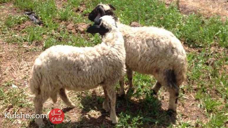 خروف العيد باسعار العام الماضى ... - Image 1