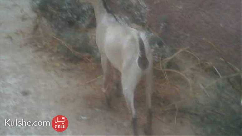 عنز يمنية للبيع  لون الصيدتشبه الغزال   عمرها 5اشهر مالمسها التيس ... - Image 1