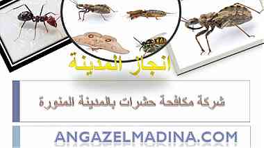 شركة مكافحة حشرات بالمدينة المنورة 0553885731 ...