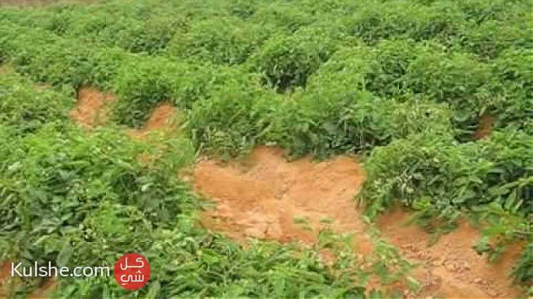 مزرعة 60 فدان للبيع علي طريق مصر اسيوط الغربي ... - صورة 1