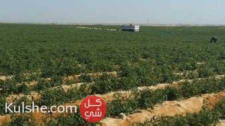 مزرعه 100 فدان للبيع علي طريق القاهره الفيوم ... - Image 1