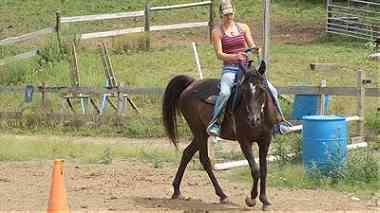 Beautiful Arabian mare for sale ...