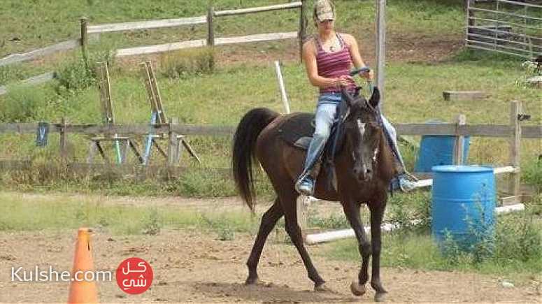 Beautiful Arabian mare for sale ... - صورة 1