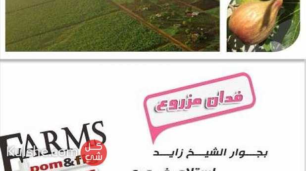 مزارع للبيع فى الشيخ زايد ... - Image 1