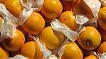 fresh navel orange  best price ... - صورة 3