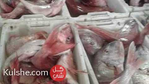 تجارة الأسماك الطرية ... - Image 1