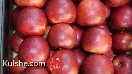 تصدير التفاح البولندي للدول العربية ... - Image 1