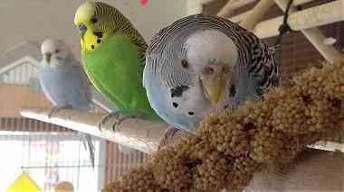 طعام طيور مفيد لزيادة الانتاج عناقيد دخن ...