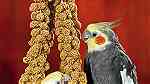 طعام طيور مفيد لزيادة الانتاج عناقيد دخن ... - Image 2