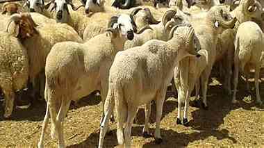 spanish bulls and lambs to export ...