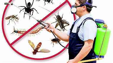 شركة مكافحة حشرات بجازان 0543579392 ...