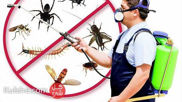 شركة مكافحة حشرات بجازان 0543579392 ... - صورة 1