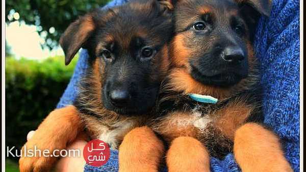 Pure Bred German Shepherd Puppies ... - صورة 1