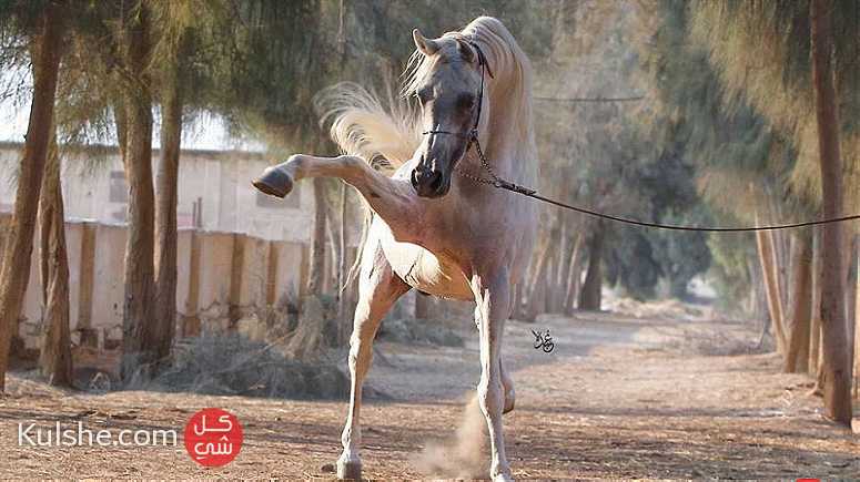 أقتني أجود الخيول من مزرعة الرحمن - Image 1