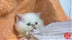 للبيع قطط هيمالايا - صورة 6