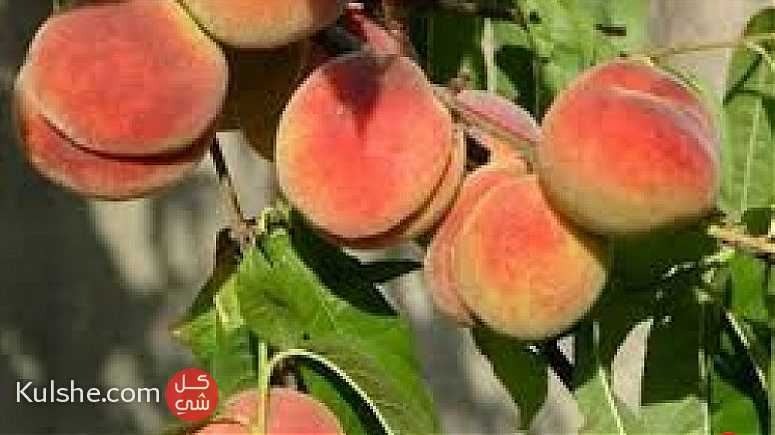 فرصه لن تعوض _ اراضي مجهزه للزراعه باسعار مغريه - Image 1
