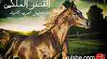 أقتني أجود الخيول العربية الاصيلة من مزرعة القصر الملكي - صورة 1