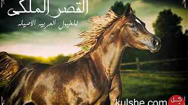 أقتني أجود الخيول العربية الاصيلة من مزرعة القصر الملكي