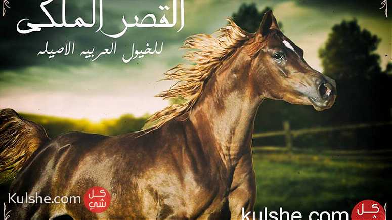 أقتني أجود الخيول العربية الاصيلة من مزرعة القصر الملكي - Image 1