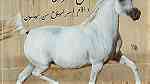 أقتني أجود الخيول العربية الاصيلة من مزرعة القصر الملكي - صورة 4