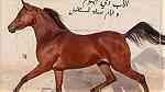 أقتني أجود الخيول العربية الاصيلة من مزرعة القصر الملكي - Image 6