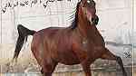 أقتني أجود الخيول العربية الاصيلة من مزرعة القصر الملكي - صورة 7