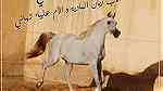 أقتني أجود الخيول العربية الاصيلة من مزرعة القصر الملكي - Image 8