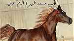 أقتني أجود الخيول العربية الاصيلة من مزرعة القصر الملكي - Image 3