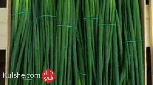 شركة تمرة المصرية للاستيراد والتصدير الخضروات والفاكهة - Image 1