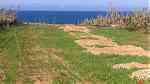 ارض للبيع بالواليدية على البحر ٢ هكتار - Image 1