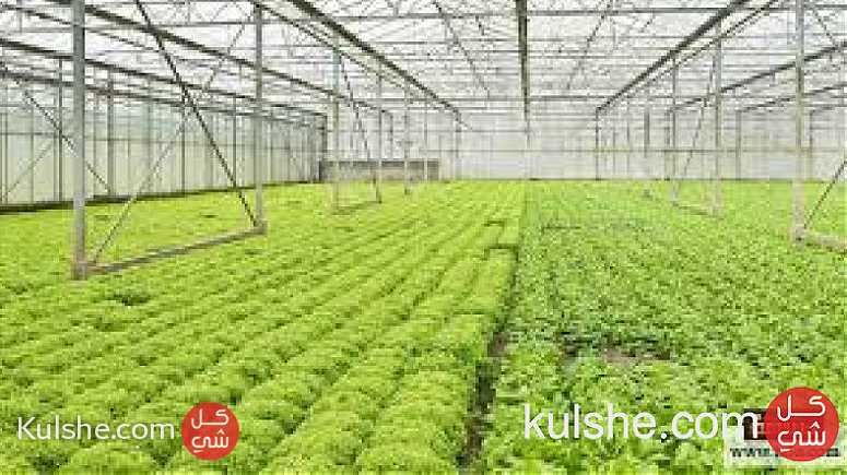 مطلوب مهندسين زراعة للكويت - صورة 1